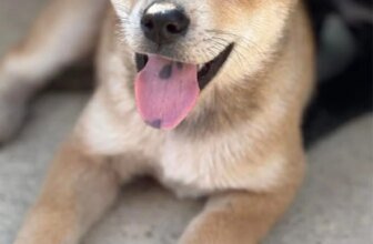 Life Update! {Transitions, Loss and New Found Joy} | Thrifty Decor Chick